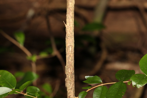 Image of Decaspermum humile by (c) Greg Tasney, some rights reserved (CC BY-SA)