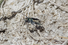 Cicindela parowana platti