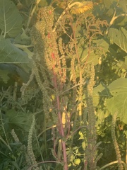 Amaranthus spinosus