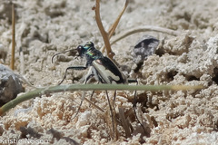 Cicindela parowana platti