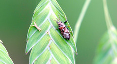 Phlegyas abbreviatus