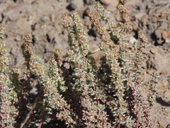 Halogeton glomeratus
