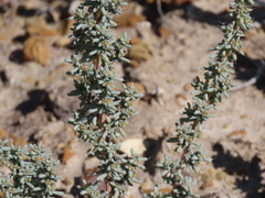 Halogeton glomeratus