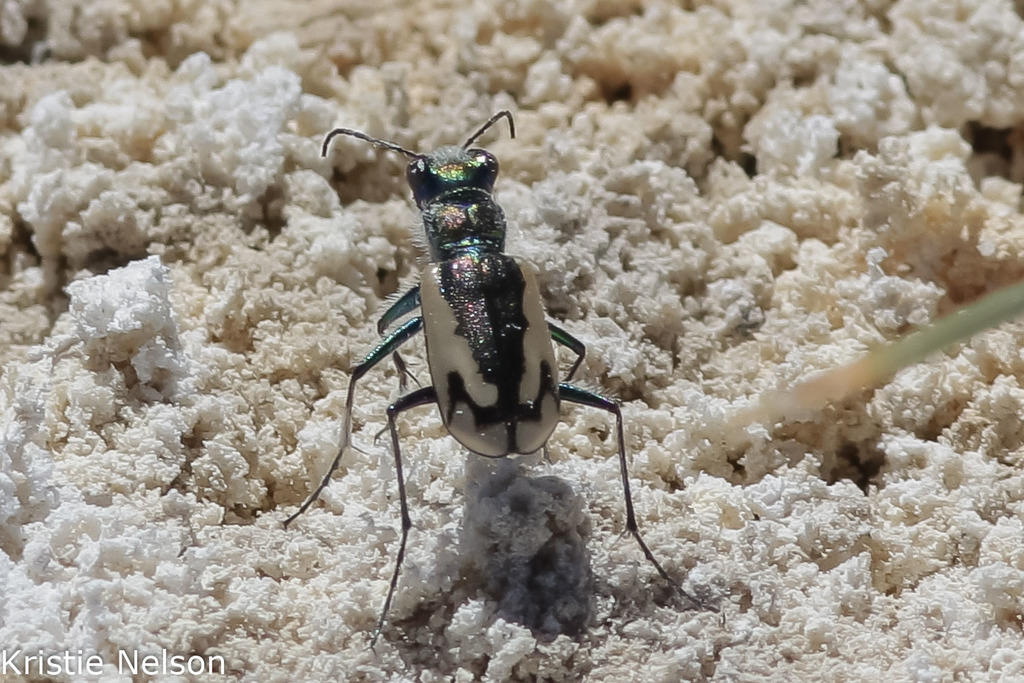 Dark Saltflat Tiger Beetle