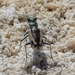 Platt Tiger Beetle - Photo (c) Kristie Nelson, some rights reserved (CC BY-NC), uploaded by Kristie Nelson