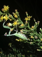 Sphodromantis viridis