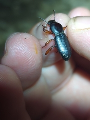 Argoporis costipennis