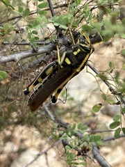 Schistocerca albolineata