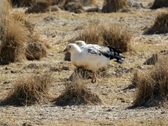 Oressochen melanopterus