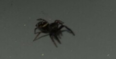 Paraphidippus aurantius
