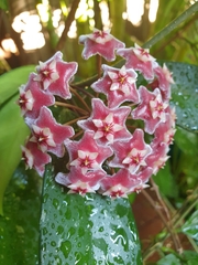 Hoya