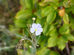 Linum lewisii