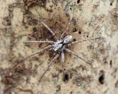 Gladicosa pulchra