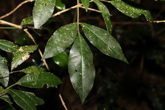 Bouchardatia neurococca