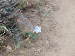 Linum lewisii