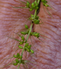 Setaria grisebachii