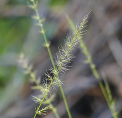 Setaria grisebachii