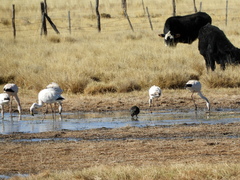 Phoenicoparrus jamesi