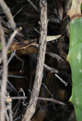 Menodora tehuacana