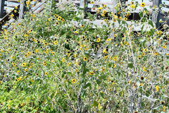 Helianthus argophyllus