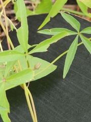 Ipomoea heptaphylla