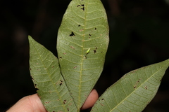 Bouchardatia neurococca