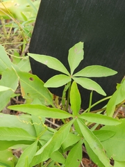 Ipomoea heptaphylla