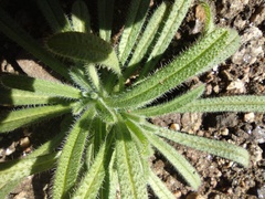 Cryptantha intermedia