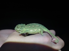 Chamaeleo chamaeleon chamaeleon