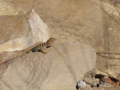 Crotaphytus collaris