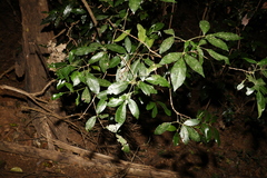 Bouchardatia neurococca