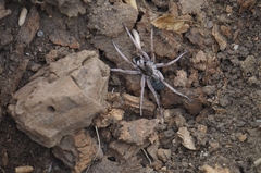 Pavocosa
