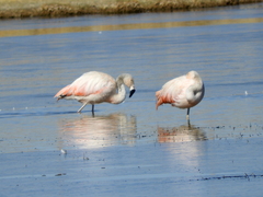 Phoenicopterus chilensis