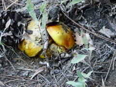 Omphalotus olivascens