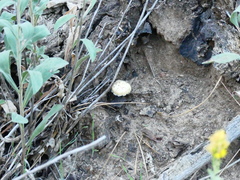 Agaricus deserticola