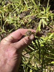 Liatris compacta