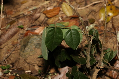 Derris involuta