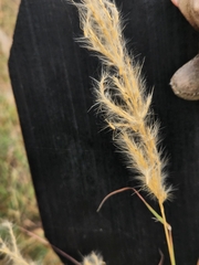 Bothriochloa longipaniculata