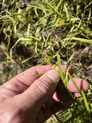 Liatris compacta
