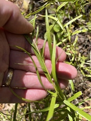 Liatris compacta