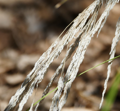 Muhlenbergia emersleyi