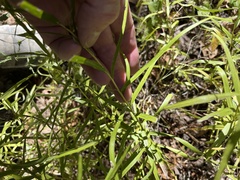 Liatris compacta