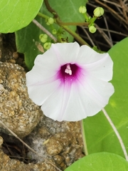 Ipomoea amnicola