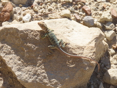 Crotaphytus collaris