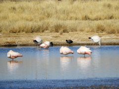 Phoenicopterus chilensis