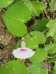 Ipomoea amnicola