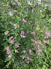 Lespedeza bicolor
