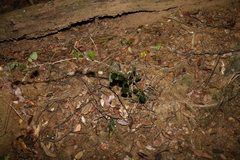 Derris involuta