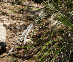Muhlenbergia emersleyi