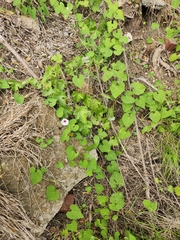 Ipomoea amnicola